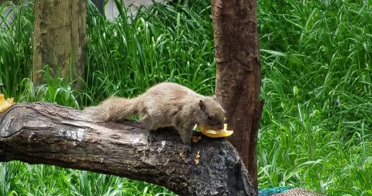 Une journée au Zoo de Shanghai : à…