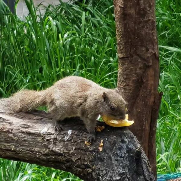 Une journée au Zoo de Shanghai : à la rencontre des animaux du monde entier