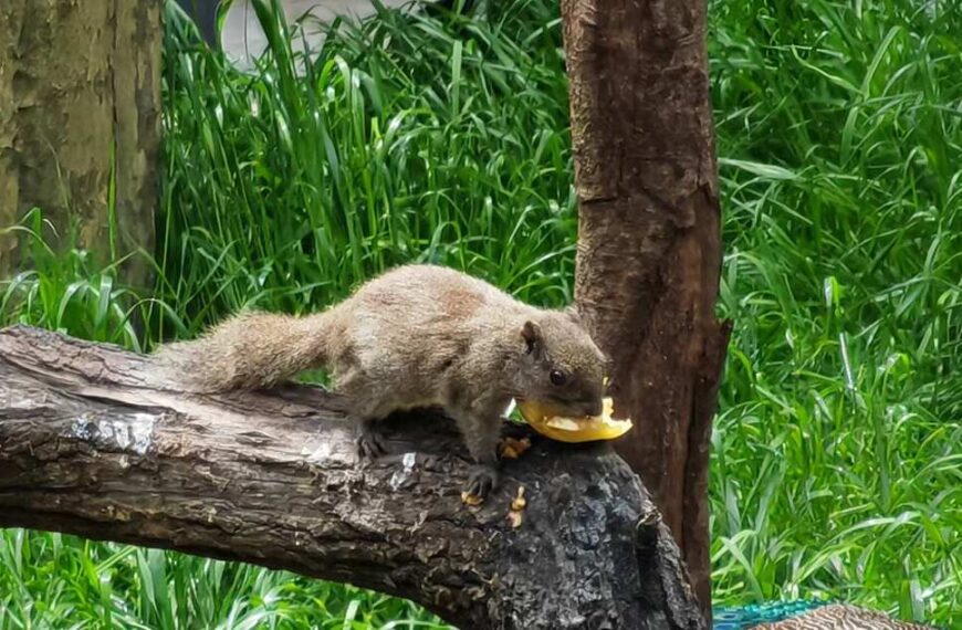 Une journée au Zoo de Shanghai : à la rencontre des…