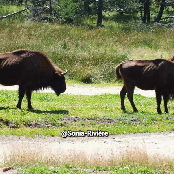 Balade en calèche inoubliable au milieu des bisons à Sainte-Eulalie