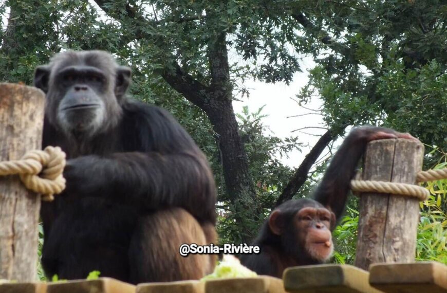 Le Zoo de La Flèche : une escapade inoubliable au…