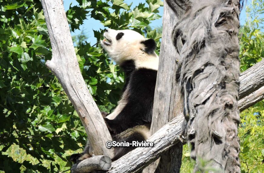 Le ZooParc de Beauval, un voyage au cœur de la…