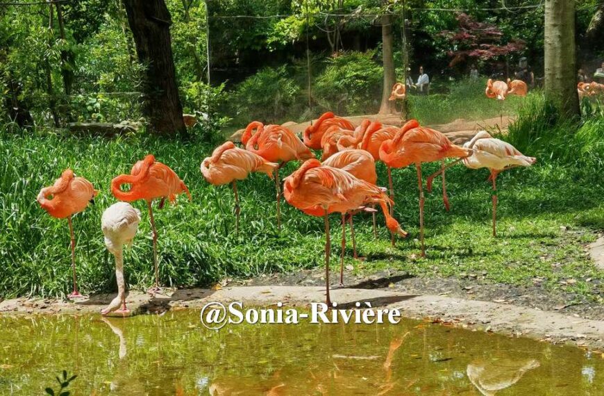 Zoo de Shanghai 上海动物园 : une sortie…